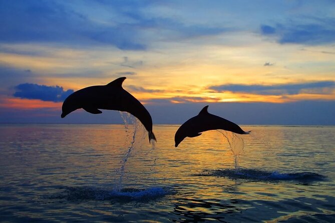 Dolphin Sunset Adventure with Speedboat - Seating and Sightlines: Don’t Assume Everyone Sees the Same Jump