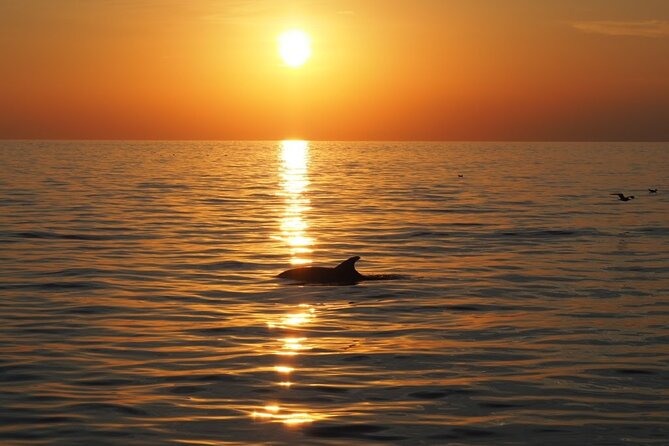 Dolphin Sunset Adventure with Speedboat - Weather Check: How to Avoid the Soaked-and-Miserable Version