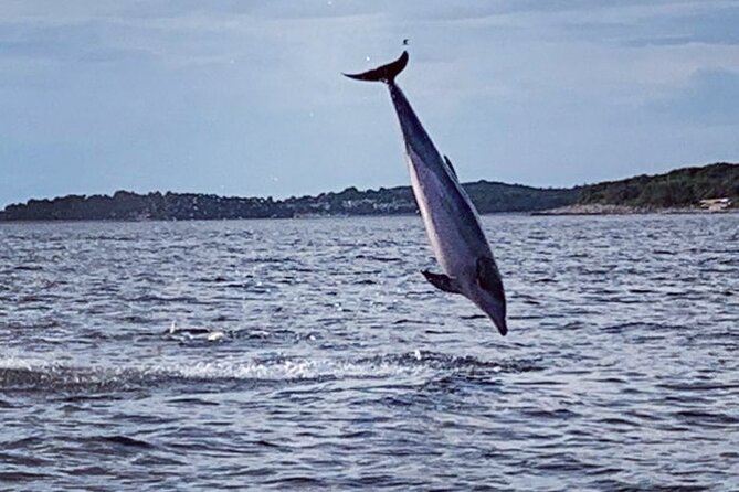 Dolphin Sunset Adventure with Speedboat - How the Skipper Finds Dolphins (and How You Can Help)