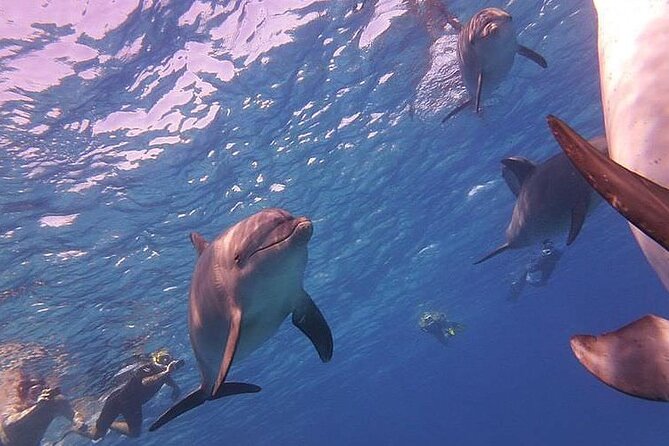 Dolphin trip with private speedboat and snorkeling - A Private Speedboat Morning That Feels Like You Own the Schedule