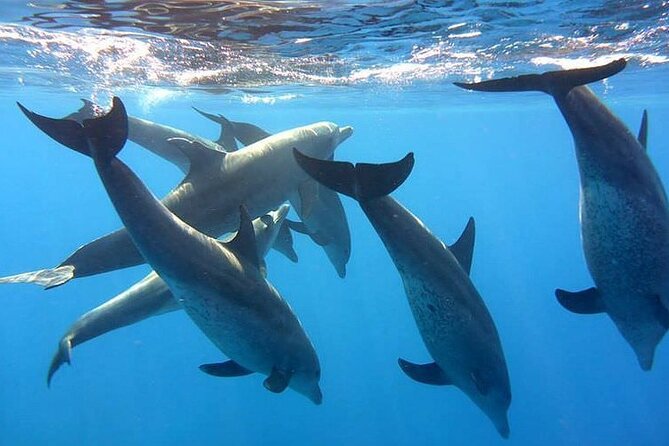 Dolphin trip with private speedboat and snorkeling - Hurghada Snorkeling: Coral Reefs, Marine Life, and Gear That Makes It Easier