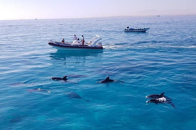 Dolphin trip with private speedboat and snorkeling - German-Speaking Guidance: Why Clear Instructions Change Everything