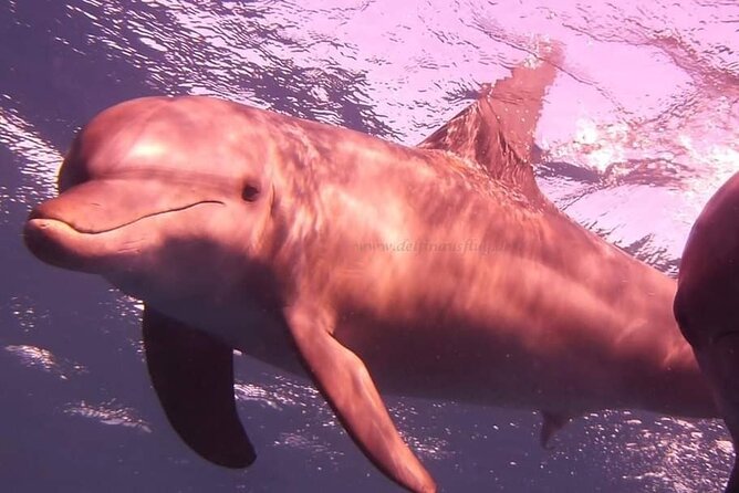 Dolphin trip with private speedboat and snorkeling - Who Should Book This Dolphin House Speedboat + Snorkeling?