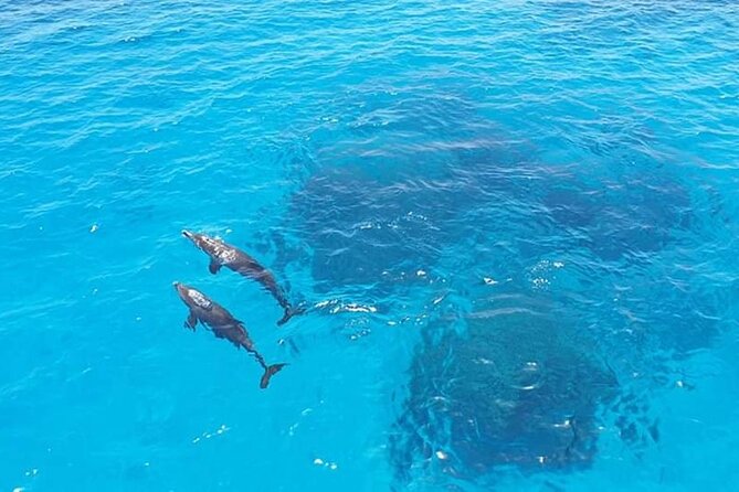 Dolphin trip with private speedboat and snorkeling - Should You Book This Nile Journeys Dolphin House Tour?