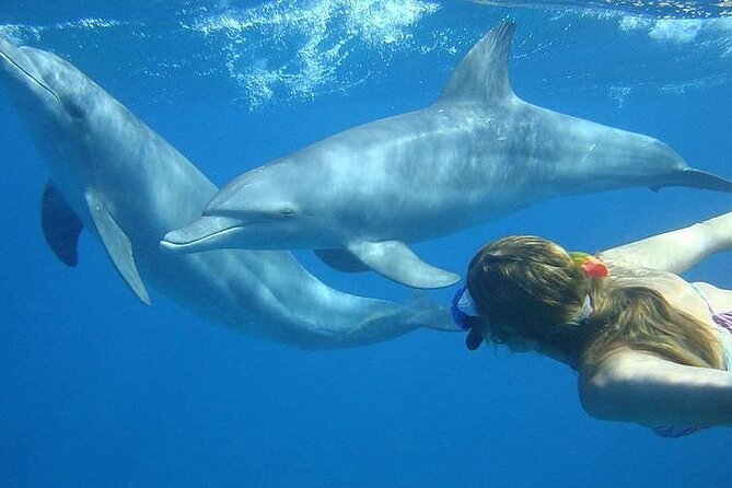 Dolphin trip with private speedboat and snorkeling - Dolphin House Time: Getting Up Close (and Knowing What You’re Signing Up For)
