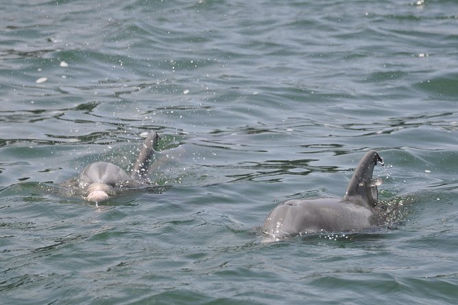 Dolphin-Watching Speedboat Cruise in Destin Harbor - Screaming Eagle Sports: What Makes This Speedboat Cruise Feel Different