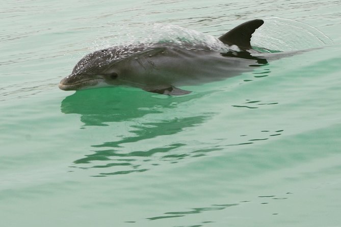 Dolphin-Watching Speedboat Cruise in Destin Harbor - What You Can Realistically Expect to See