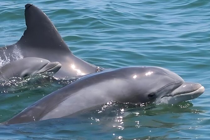 EARLY BIRD SPECIAL: Speed Boat & Dolphin Cruise in Ocean City, MD - Getting to Sea Rocket Water Adventures (Downtown) Without Stress