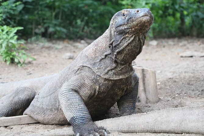 Early Bird Speedboat Group Tour : Explore Komodo Ahead of Crowds - Padar Island trek: the three beaches view, with fewer boats
