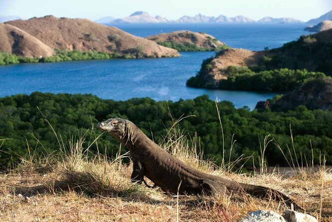 Exclusive Early Bird Komodo Tour: Beat the Crowds by Speed Boat - Key points worth knowing before you go