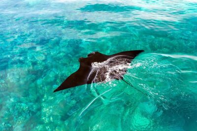 Exclusive Early Bird Komodo Tour: Beat the Crowds by Speed Boat - Speedboat day trips need smart logistics