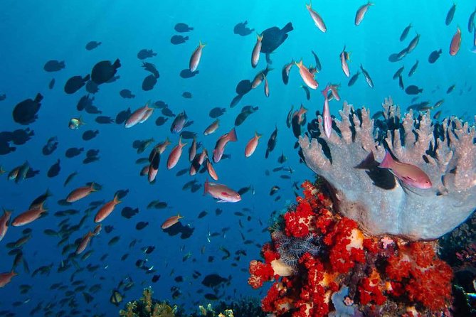 Exclusive Early Bird Komodo Tour: Beat the Crowds by Speed Boat - Pink Beach snorkeling: calm water, easier swims, real coral