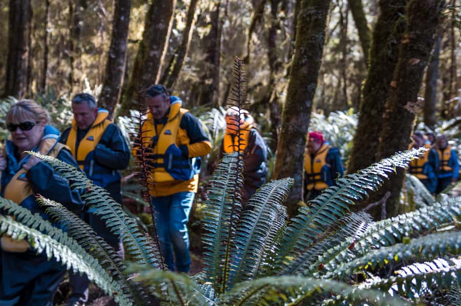 Fiordland: Jet Boat & Nature Walk Experience from Te Anau - Who this trip suits best (and who should think twice)