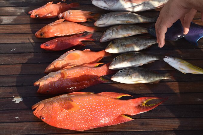 Fishing and Snorkelling by Speedboat Tour - Hurghada - Why this $55 speedboat combo can be good value