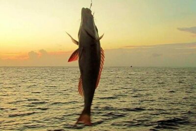 Fishing and Snorkelling by Speedboat Tour - Hurghada - Fishing stops: cast your line at more than one spot