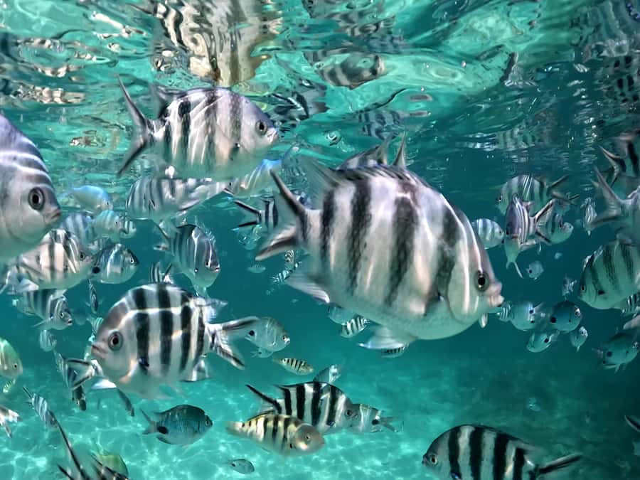 From Blue Bay: Ile aux Cerfs Speedboat Excursion with BBQ - Grand River South East waterfall and monkeys: nature with personality
