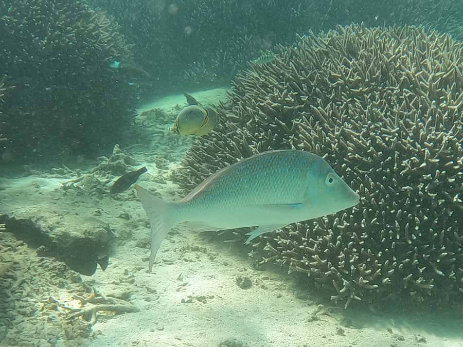 From Blue Bay: Ile aux Cerfs Speedboat Excursion with BBQ - Ile aux Cerfs beach time and BBQ: the heart of the tour
