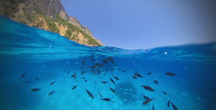From Cala Gonone: Gulf of Orosei Speedboat Trip and Aperitif - Morning departure and a flexible route you’ll actually feel