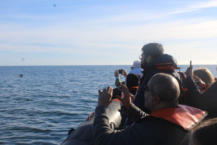 From Faro: Wildlife and Dolphin-Watching Speedboat Tour - Key things you’ll care about
