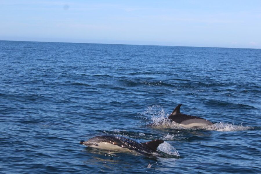 From Faro: Wildlife and Dolphin-Watching Speedboat Tour - Why this Faro speedboat cruise works for dolphin spotting