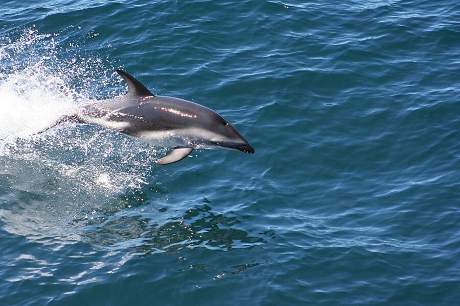 From Faro: Wildlife and Dolphin-Watching Speedboat Tour - Parque Natural da Ria Formosa: winding waterways and wildlife focus