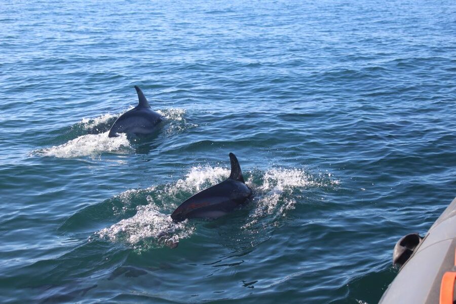 From Faro: Wildlife and Dolphin-Watching Speedboat Tour - Cape Santa Maria: where the Atlantic meets Rio Formosa