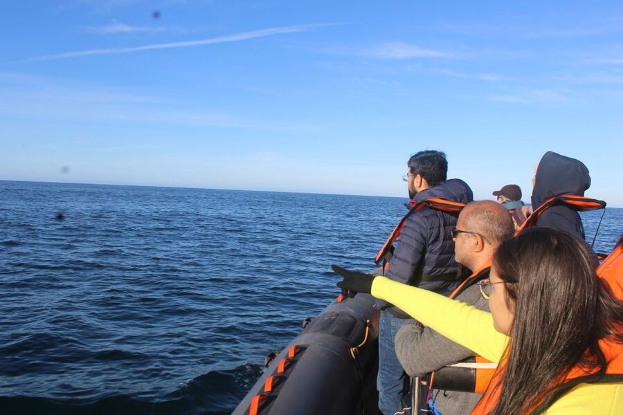 From Faro: Wildlife and Dolphin-Watching Speedboat Tour - Dolphin-search stages around Faro’s coast