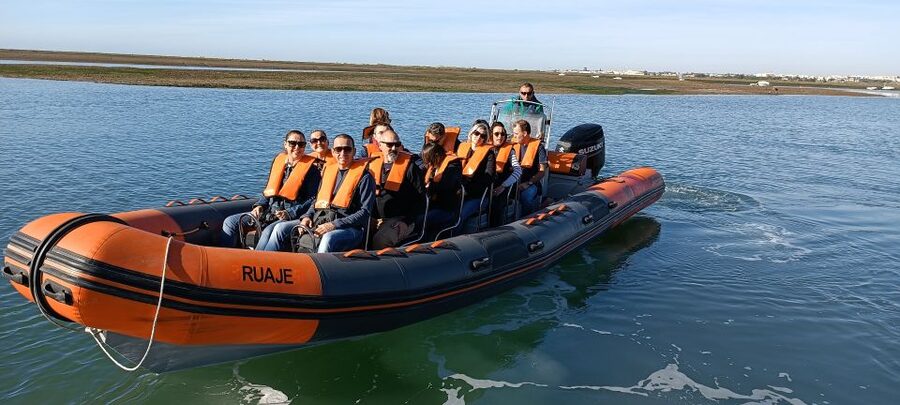 From Faro: Wildlife and Dolphin-Watching Speedboat Tour - What else you might spot besides dolphins
