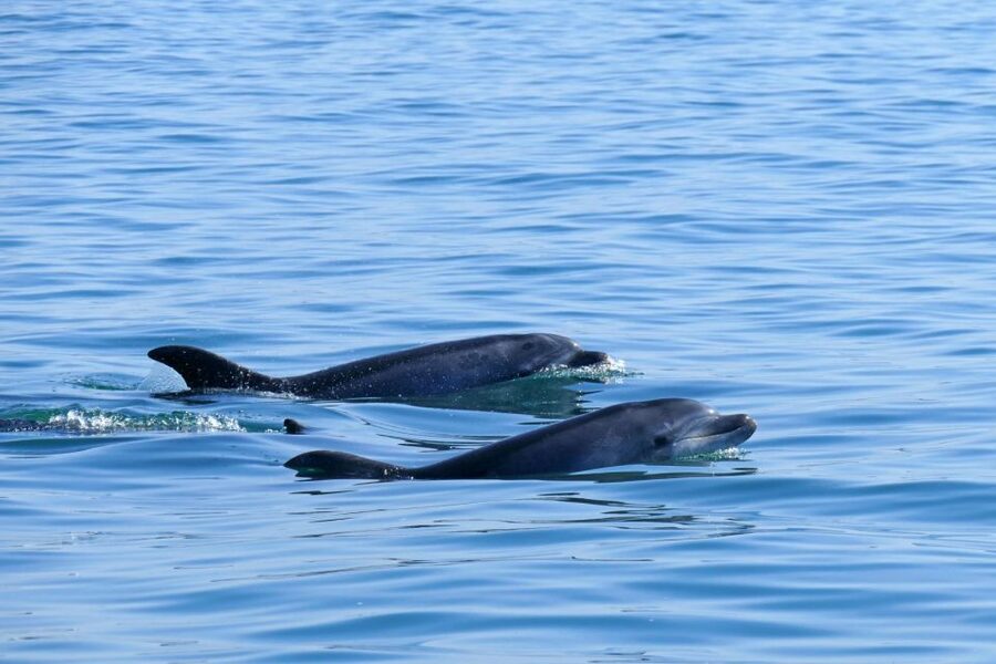 From Faro: Wildlife and Dolphin-Watching Speedboat Tour - On the return: tide-shift views through Ria Formosa again
