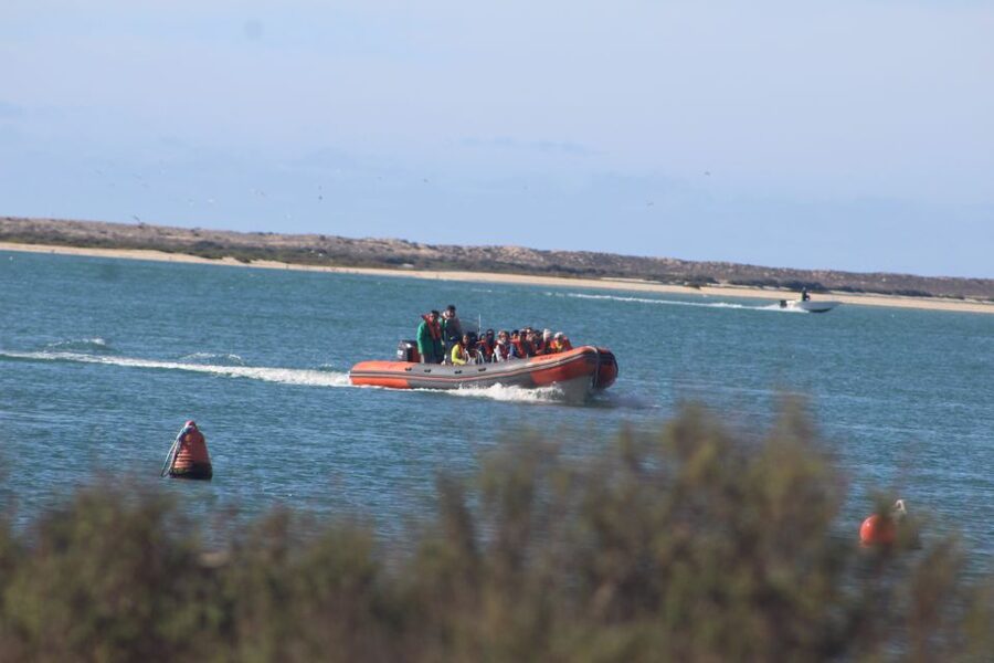 From Faro: Wildlife and Dolphin-Watching Speedboat Tour - Getting to Rua da Porta Nova and finding the right stand