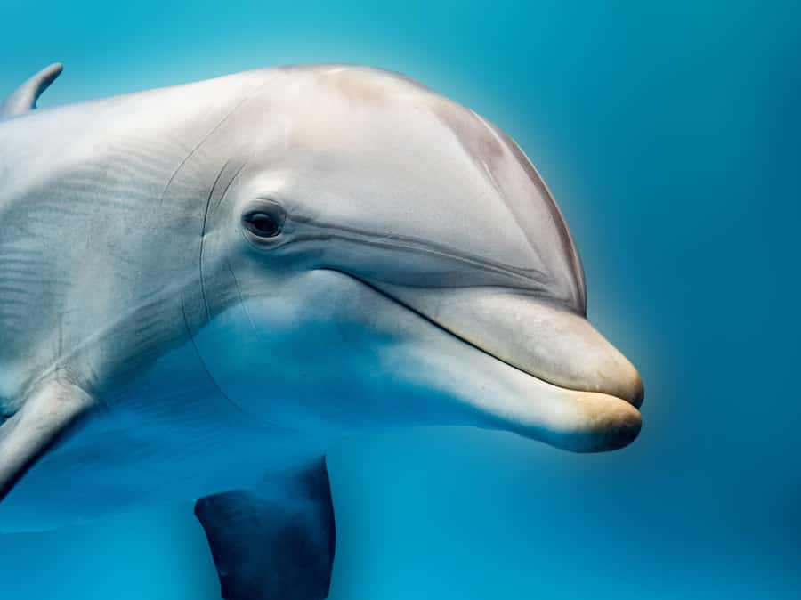 From Hurghada: Hula Hula Island Speedboat Tour with Dolphins - Key Points Worth Knowing Before You Go