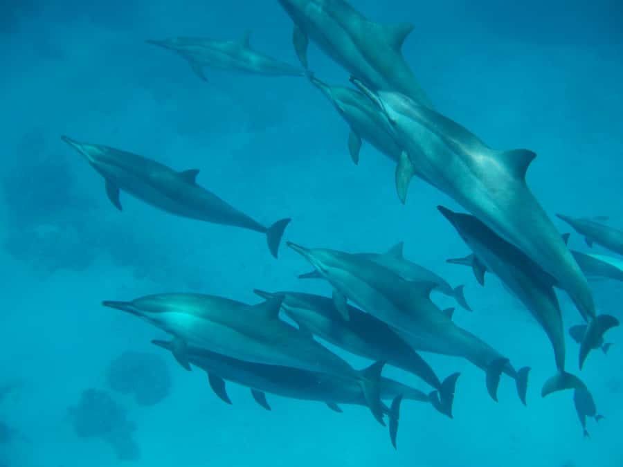 From Hurghada: Hula Hula Island Speedboat Tour with Dolphins - Hula Hula Island and Abu Minqar Photo Stops: Why These Stops Matter