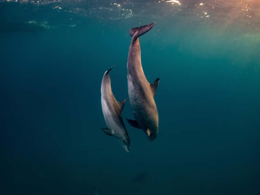 From Hurghada: Hula Hula Island Speedboat Tour with Dolphins - Boat Experience Details: Noise, Smoke, and How to Protect Your Comfort