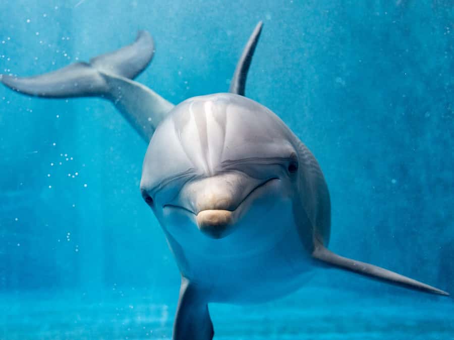 From Hurghada: Hula Hula Island Speedboat Tour with Dolphins - What to Bring for a Smooth Day on the Water