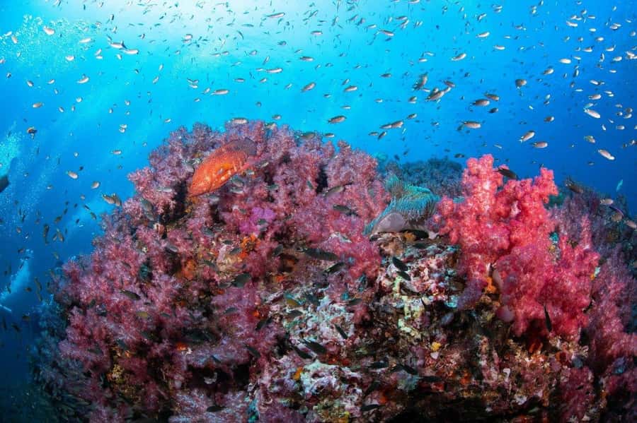 From Khao Lak & Phuket: Trip to Similan Islands by Speedboat - Ko Payu (Island 7): the Nemo-style search for clownfish and turtle chances