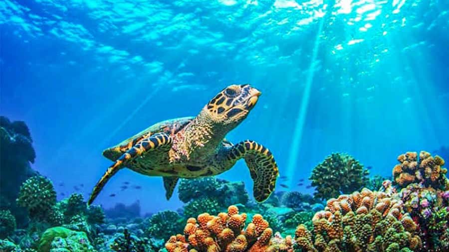 From Khao Lak & Phuket: Trip to Similan Islands by Speedboat - Honeymoon Bay and Princess Bay: beach time that actually feels like a reward
