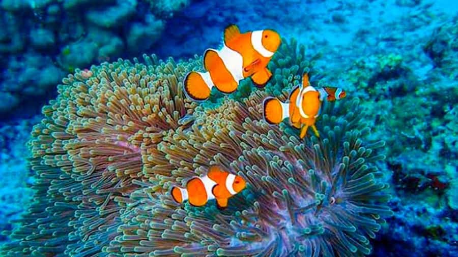 From Khao Lak & Phuket: Trip to Similan Islands by Speedboat - The snorkeling guide: spotter, coach, and sometimes the life of the boat