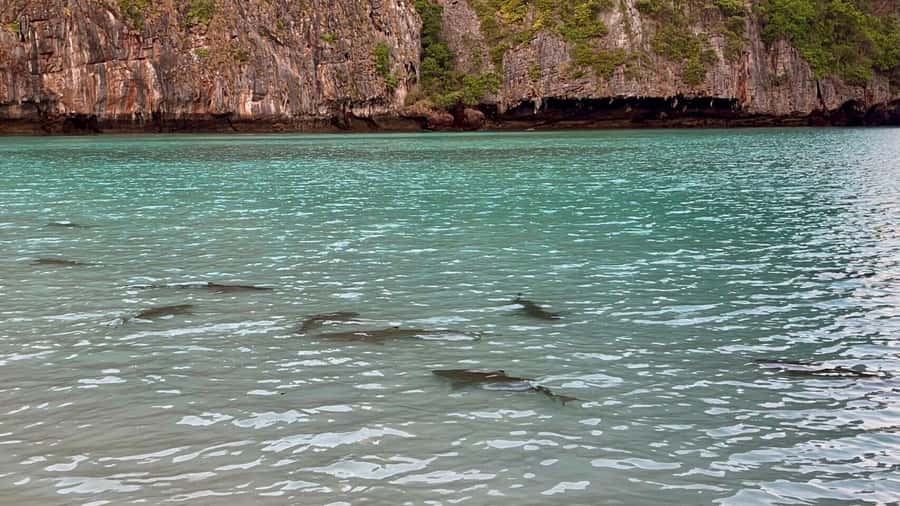 From Krabi: Phi Phi Early Bird & 4 Islands by Speedboat - Price and value: why $85 can feel fair (and what to budget for)