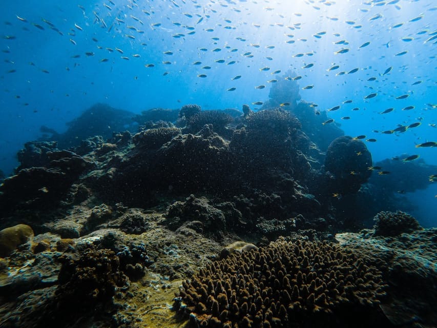From Krabi: Phi Phi Islands Speedboat Day Tour - Pileh Lagoon and Ko Phi Phi Le: where snorkeling turns into the main event