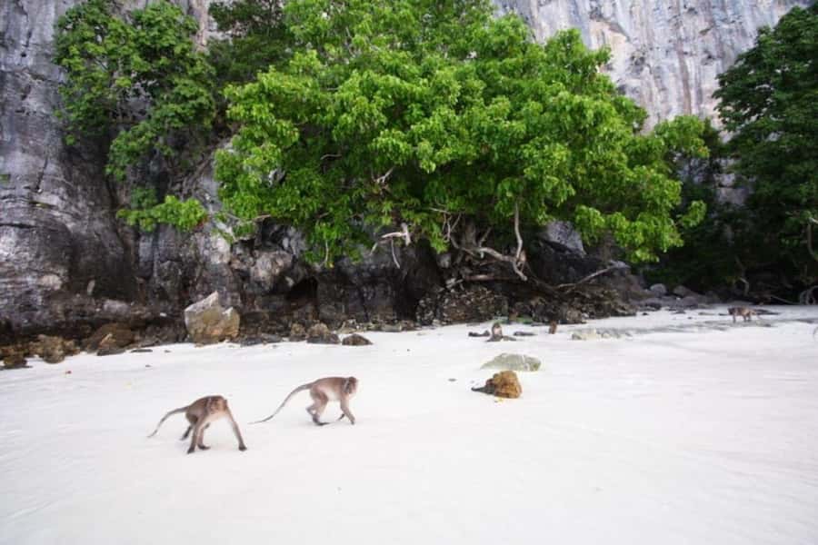 From Phi Phi Don:Sunset and Plankton Snorkeling by Speedboat - Bamboo Island beach time: sand, shade, and a reset