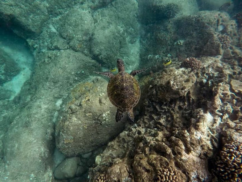 From Phi Phi : Maya Bay snorkeling trip by Speed Boat - Maya Bay: iconic views, but what you can do depends on rules