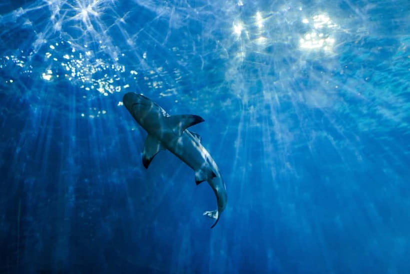 From Phi Phi : Maya Bay snorkeling trip by Speed Boat - Getting there: the timing and the meeting point reality