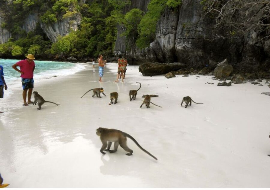 From Phi Phi: Private Full-Day Speed Boat Charter - Monkey Beach, Nui Bay, and Viking Cave: More Than Just Views