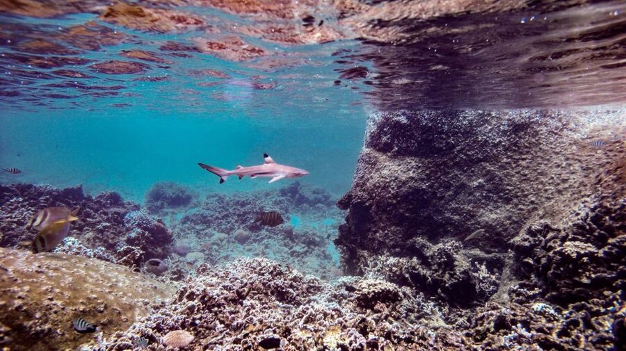 From Phi Phi: Sunrise Maya Bay, Pileh Lagoon Speedboat Tour - Bamboo Island lunch on the full-day vs half-day plan