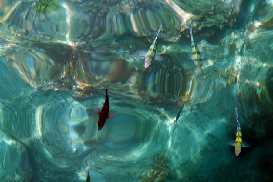 From Phuket: Phi Phi and Maya Bay Snorkeling by Speedboat - Phi Phi Don lunch break: where the day slows for a good meal