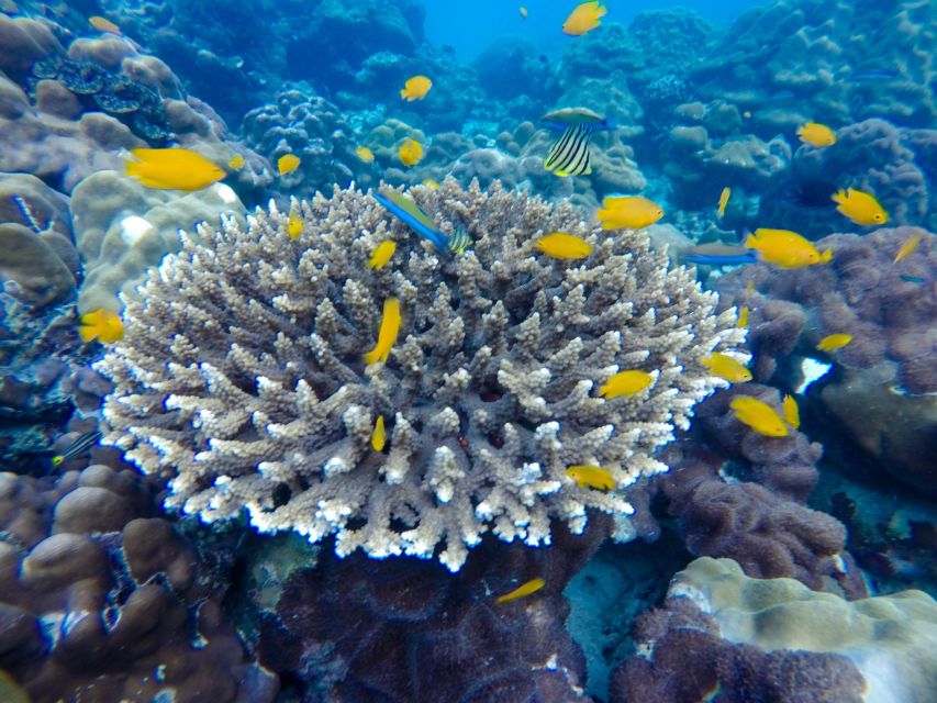 From Phuket: Phi Phi and Maya Bay Snorkeling by Speedboat - Snorkeling gear, safety, and comfort basics that matter