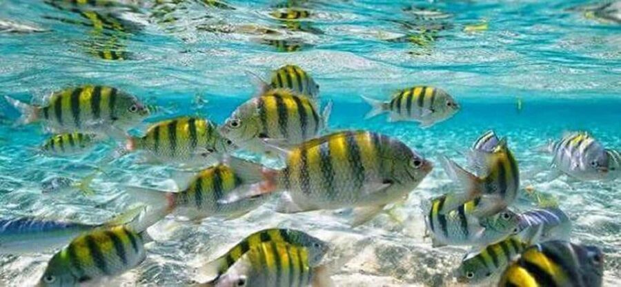 From Puerto Plata: Cayo Arena by VIP Speedboat and Snorkel - Key highlights worth planning for