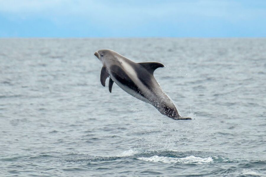 From Reykjavik: Whale Watching Tour by Speedboat - Key points before you go