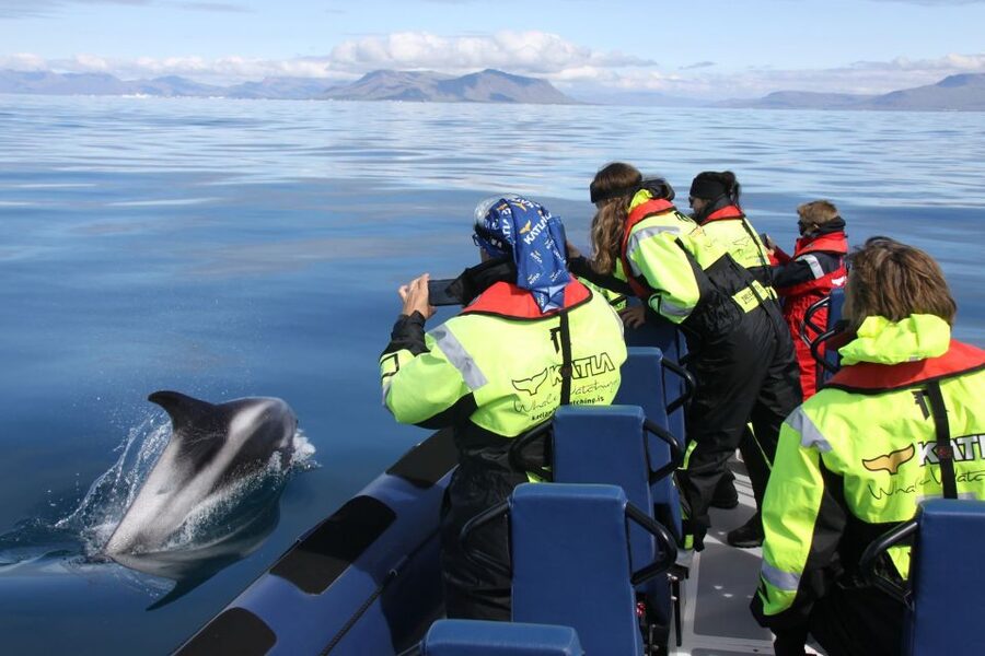 From Reykjavik: Whale Watching Tour by Speedboat - Whales in Faxaflói Bay: what you’re really signing up for