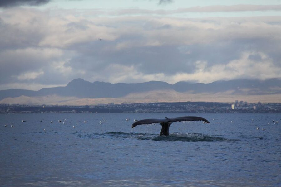 From Reykjavik: Whale Watching Tour by Speedboat - When the wind turns: what rough water changes and how to handle it